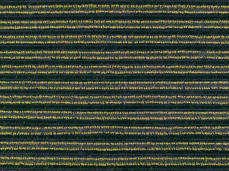 Aerial view of rows of trees in an orchard in Flevoland Netherlands.