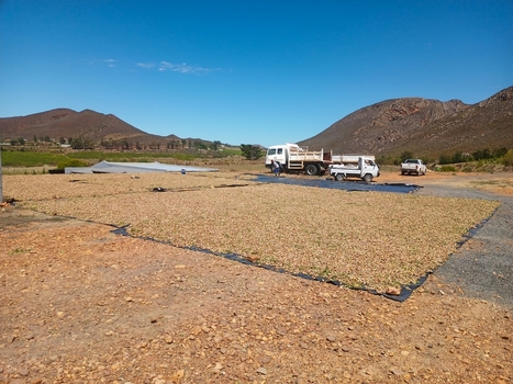 View of almonds drying on black tarps in a farmyard with trucks and mountains in the background under a clear blue sky in Ladismith Western Cape South Africa. View of almonds drying on black tarps in a farmyard with trucks and mountains in the background under a clear blue sky in Ladismith Western Cape South Africa.