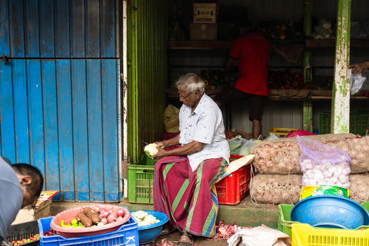 Sri Lanka 15 February 2026 View of an elderly man sitting in a market stall and peeling a cauliflower surrounded by crates of fresh vegetables.