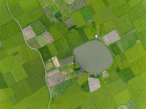 Aerial view of lush green rice fields and a circular pond with a winding path in Joypurhat Rajshahi Division Bangladesh.