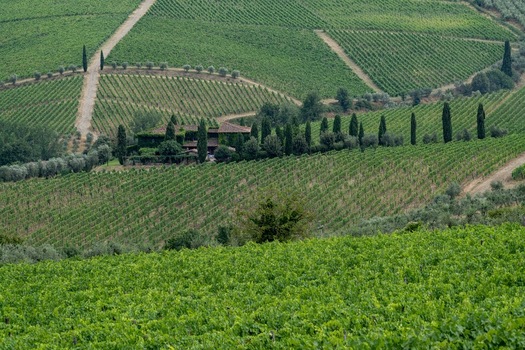 Aerial view of lush green vineyards on rolling hills with a traditional farmhouse and cypress trees in Greve in Chianti Tuscany Italy. Aerial view of lush green vineyards on rolling hills with a traditional farmhouse and cypress trees in Greve in Chianti Tuscany Italy.