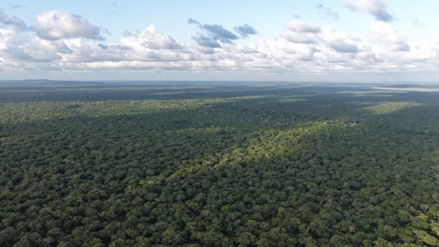 Aerial view of the dense tropical canopy of Arabuko Sokoke Forest with lush green foliage under a bright sky in Gede Kilifi County Kenya. Aerial view of the dense tropical canopy of Arabuko Sokoke Forest with lush green foliage under a bright sky in Gede Kilifi County Kenya.