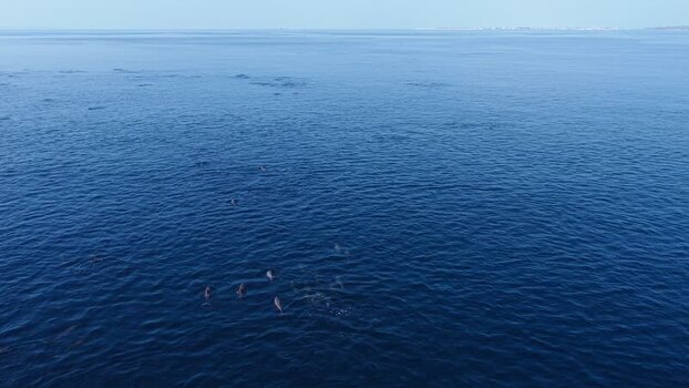 Aerial view of a pod of dolphins swimming in the ocean Maldives. Aerial view of a pod of dolphins swimming in the ocean Maldives.