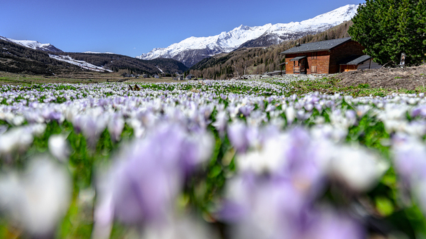 View of a field of purple and white crocuses in bloom with a wooden chalet and snow capped mountains under a clear blue sky in Madesimo Lombardy Italy. View of a field of purple and white crocuses in bloom with a wooden chalet and snow capped mountains under a clear blue sky in Madesimo Lombardy Italy.