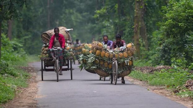 View of men transporting pineapples on bicycles in Madhupur Bangladesh. View of men transporting pineapples on bicycles in Madhupur Bangladesh.