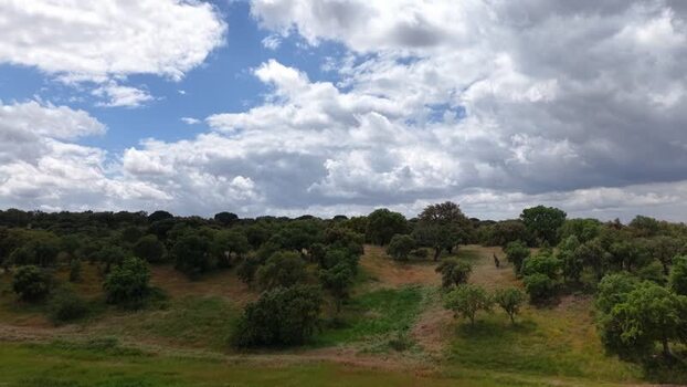 Aerial view of green trees and rolling hills in Portugal.