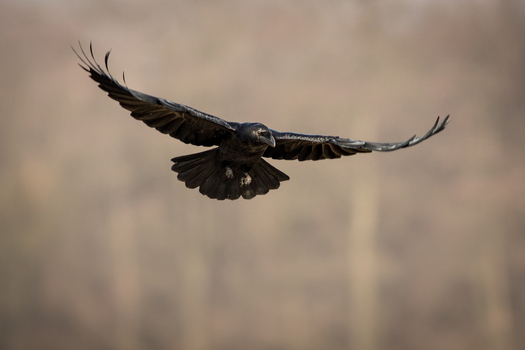 View of a raven in flight with wings spread wide against a soft blurred background in Debrzno Pomeranian Voivodeshi Poland. View of a raven in flight with wings spread wide against a soft blurred background in Debrzno Pomeranian Voivodeshi Poland.
