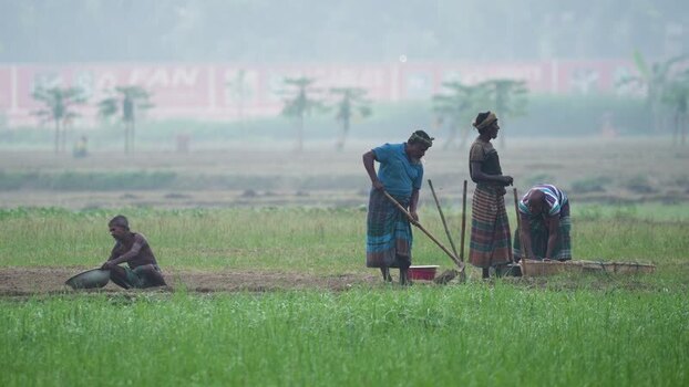 View of farmers working in a green field in Bogura Bangladesh.