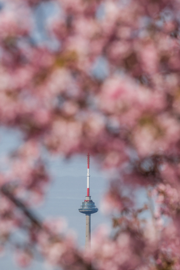 View of the Vilnius TV Tower framed by soft pink cherry blossoms under a clear blue sky in Vilnius Vilnius County Lithuania. View of the Vilnius TV Tower framed by soft pink cherry blossoms under a clear blue sky in Vilnius Vilnius County Lithuania.