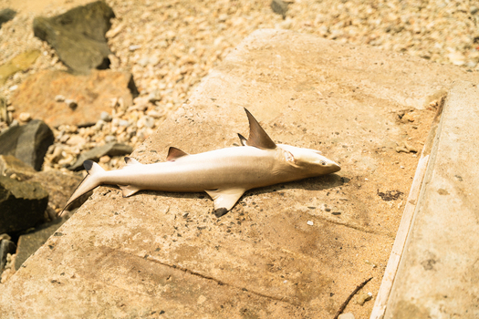 View of a small blacktip reef shark lying on a concrete ledge near a rocky shoreline in Galle Southern Province Sri Lanka. View of a small blacktip reef shark lying on a concrete ledge near a rocky shoreline in Galle Southern Province Sri Lanka.
