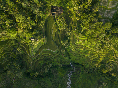 Aerial view of the lush Tegallalang Rice Terrace with intricate terraced paddies dense tropical palm trees and morning sunlight in Kecamatan Tegallalang Bali Indonesia. Aerial view of the lush Tegallalang Rice Terrace with intricate terraced paddies dense tropical palm trees and morning sunlight in Kecamatan Tegallalang Bali Indonesia.