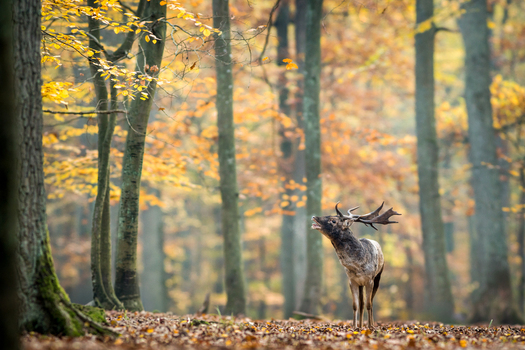 View of a fallow deer with antlers standing in a forest with autumn foliage and fallen leaves in Debrzno Pomeranian Voivodeshi Poland. View of a fallow deer with antlers standing in a forest with autumn foliage and fallen leaves in Debrzno Pomeranian Voivodeshi Poland.