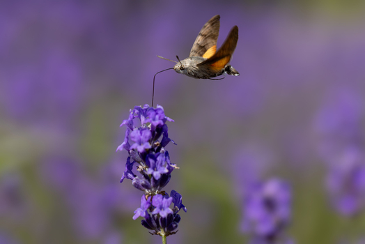 View of a hummingbird hawk moth hovering and feeding on a purple lavender flower in a garden Wittenheim Grand Est France.