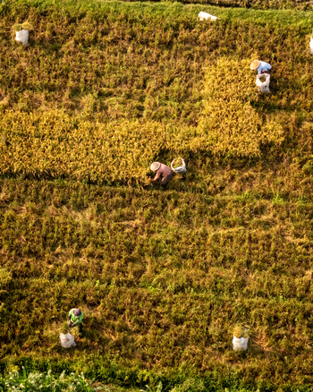 Aerial view of farmers harvesting golden rice in a terraced field with sacks of harvested grain in Indonesia.
