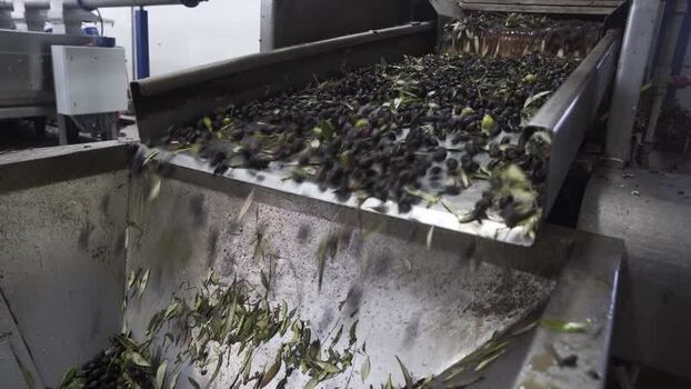 View of olives and leaves on a conveyor belt in a processing facility Greece.