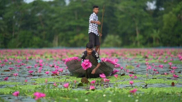 View of men harvesting pink water lilies in a boat Bangladesh. View of men harvesting pink water lilies in a boat Bangladesh.