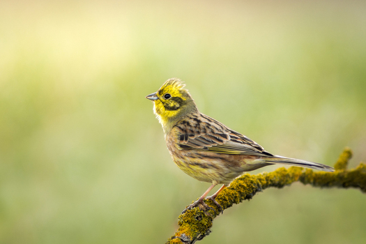 View of a yellowhammer bird perched on a mossy branch with a soft green background in Debrzno Pomeranian Voivodeshi Poland. View of a yellowhammer bird perched on a mossy branch with a soft green background in Debrzno Pomeranian Voivodeshi Poland.