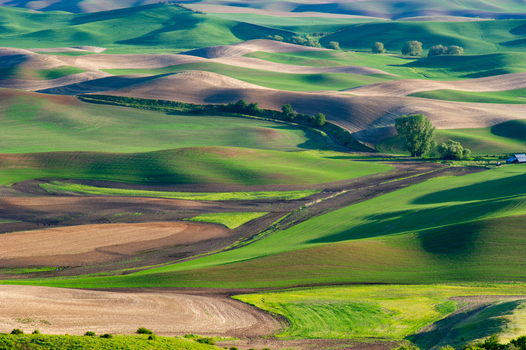 View of the rolling hills and agricultural fields of the Palouse region in Whitman County Washington United States.