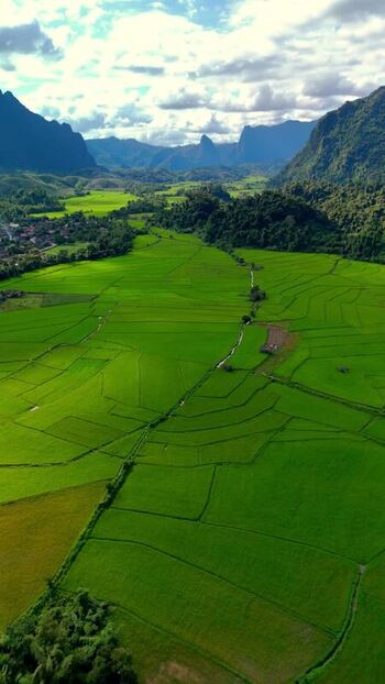 Aerial view of lush green rice paddies and karst mountains Laos.