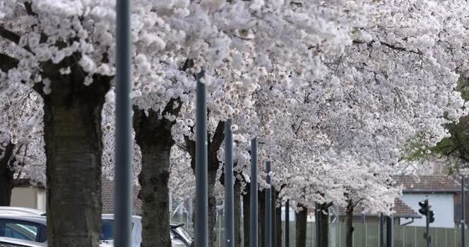View of cherry blossom trees lining a city street France. View of cherry blossom trees lining a city street France.