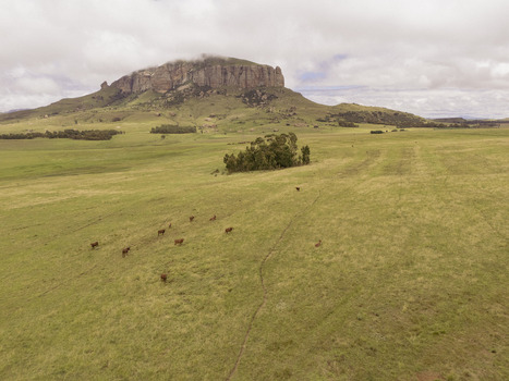 Aerial view of cattle grazing on vast grasslands with a prominent flat topped mountain under a cloudy sky Bloemfontein Free State South Africa. Aerial view of cattle grazing on vast grasslands with a prominent flat topped mountain under a cloudy sky Bloemfontein Free State South Africa.