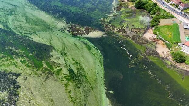 Aerial view of green algae blooms along the coast Spain.