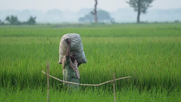 View of a woman carrying a sack in a rice field Bangladesh. View of a woman carrying a sack in a rice field Bangladesh.