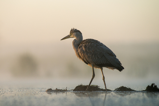 View of a grey heron standing in shallow water during a misty sunrise in Debrzno Pomeranian Voivodeship Poland.