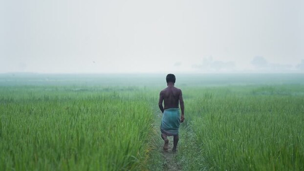 View of a man walking through a rice field in Bogura Bangladesh.