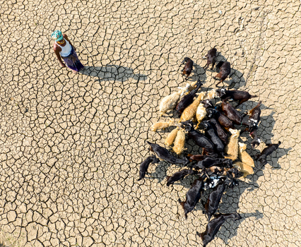Aerial view of a lone figure guiding a flock of goats across the arid cracked earth a stark contrast of life and desolation Sirajganj Rajshahi Division Bangladesh. Aerial view of a lone figure guiding a flock of goats across the arid cracked earth a stark contrast of life and desolation Sirajganj Rajshahi Division Bangladesh.