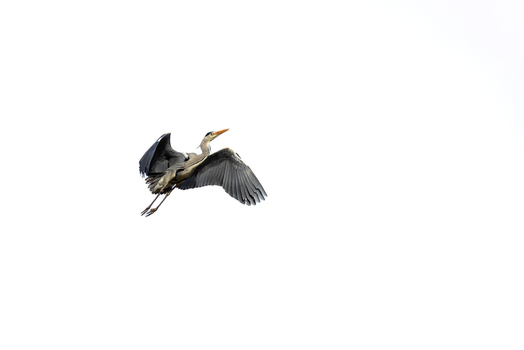 View of a grey heron in flight with its wings spread against a bright white sky in Mulhouse Grand Est France.