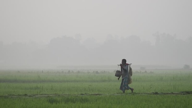 View of a farmer walking through misty rice fields Bangladesh.
