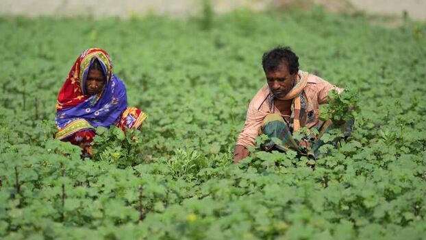 View of two farmers working in a green field Bangladesh. View of two farmers working in a green field Bangladesh.