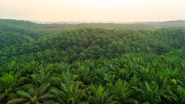 Aerial view of a vast palm oil plantation with rows of lush green trees covering rolling hills under a soft hazy sky in Indonesia.