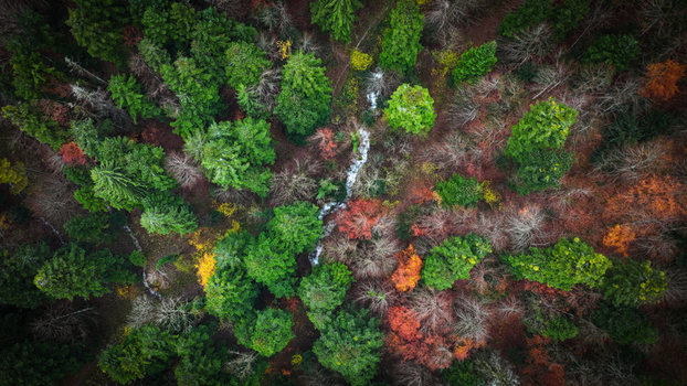 Aerial view of a vibrant tapestry of evergreen and autumnal trees intersected by a narrow stream along Route du Creux du Cerf Gex Auvergne Rhône Alpes France. Aerial view of a vibrant tapestry of evergreen and autumnal trees intersected by a narrow stream along Route du Creux du Cerf Gex Auvergne Rhône Alpes France.