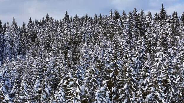 Aerial view of snow covered forest in Weststeiermark Austria.