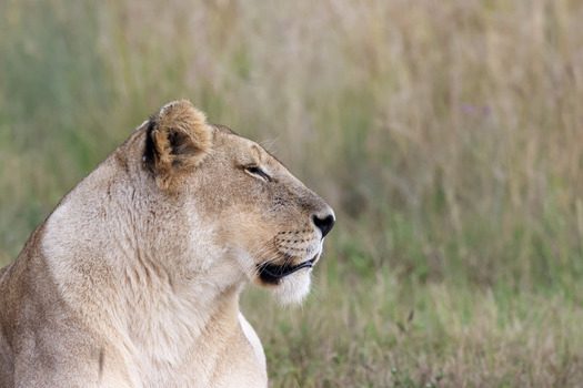 View of a lioness in profile resting in the tall grass of Kruger National Park Hoedspruit Limpopo South Africa. View of a lioness in profile resting in the tall grass of Kruger National Park Hoedspruit Limpopo South Africa.