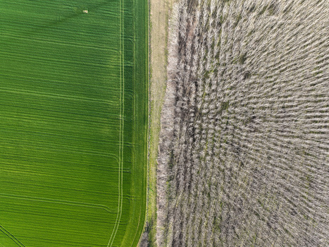 Aerial view of a vibrant green agricultural field with tractor tracks bordering a dense forest of bare leafless trees Rivalta di Torino Piedmont Italy. Aerial view of a vibrant green agricultural field with tractor tracks bordering a dense forest of bare leafless trees Rivalta di Torino Piedmont Italy.
