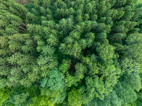 Aerial view of the dense coniferous forest canopy in Nationalpark Gesause showcasing lush green treetops and varied textures in Admont Steiermark Austria.