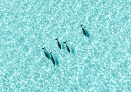 Aerial view of a pod of dolphins swimming through crystal clear turquoise water with sunlit ripples in Vashafaru Haa Alif Atoll Maldives. Aerial view of a pod of dolphins swimming through crystal clear turquoise water with sunlit ripples in Vashafaru Haa Alif Atoll Maldives.