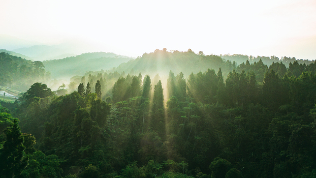 Aerial view of lush tropical forest on rolling hills with golden sun rays piercing through the morning mist and dense green canopy Sukabumi West Java Indonesia. Aerial view of lush tropical forest on rolling hills with golden sun rays piercing through the morning mist and dense green canopy Sukabumi West Java Indonesia.