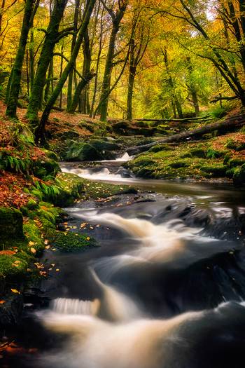 View of a small stream flowing over mossy rocks through a lush autumn forest with golden leaves and fallen logs Manor Kilbride County Wicklow Ireland. View of a small stream flowing over mossy rocks through a lush autumn forest with golden leaves and fallen logs Manor Kilbride County Wicklow Ireland.