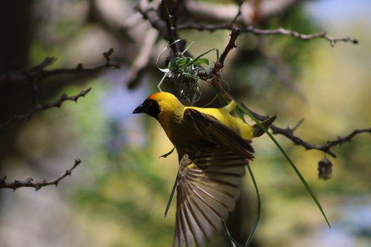View of a yellow weaver bird building its nest on a tree branch at Finfoot Lake Reserve By Dream Resorts in Bojating North West South Africa.