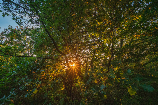 View of a sunburst filtering through dense green tree foliage during golden hour in Bodmin Cornwall United Kingdom. View of a sunburst filtering through dense green tree foliage during golden hour in Bodmin Cornwall United Kingdom.