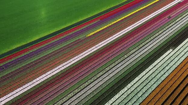 Aerial view of tulip fields in Abbekerk Netherlands.