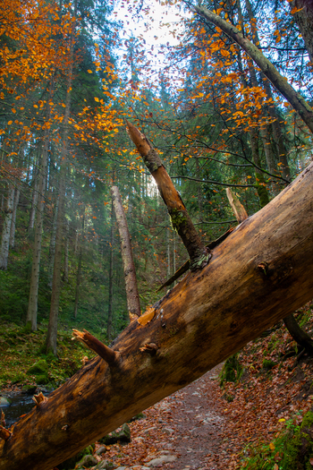 View of a large fallen tree trunk across a forest path with autumn leaves and tall trees in the Ravennaschlucht gorge Breitnau Baden Wurttemberg Germany. View of a large fallen tree trunk across a forest path with autumn leaves and tall trees in the Ravennaschlucht gorge Breitnau Baden Wurttemberg Germany.