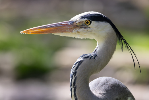 View of a grey heron profile with its long sharp beak and distinctive black crest feathers against a soft bokeh background in Mulhouse Grand Est France.