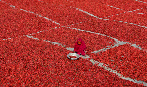 Bogura Bangladesh 09 February 2017 View of a woman sitting among vast fields of red chili peppers drying in the sun on the ground. Bogura Bangladesh 09 February 2017 View of a woman sitting among vast fields of red chili peppers drying in the sun on the ground.