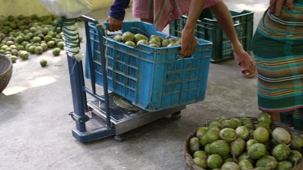 View of workers weighing hog plums in crates in Jhalakathi Bangladesh. View of workers weighing hog plums in crates in Jhalakathi Bangladesh.