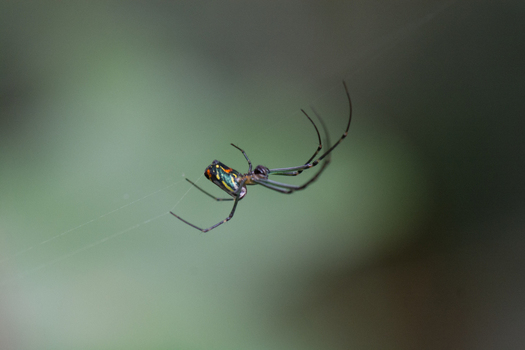 View of a colorful spider hanging on its web in the rainforest of Porto Jimenez Costa Rica. View of a colorful spider hanging on its web in the rainforest of Porto Jimenez Costa Rica.